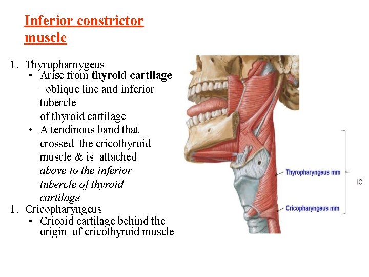 Inferior constrictor muscle 1. Thyropharnygeus • Arise from thyroid cartilage –oblique line and inferior