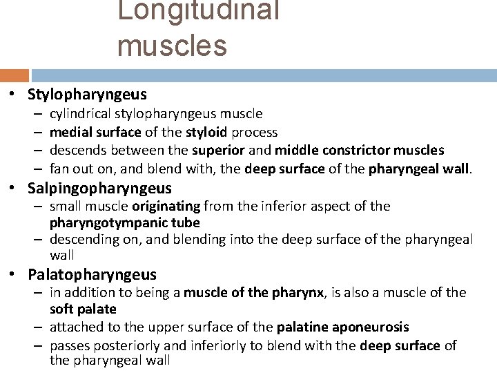 Longitudinal muscles • Stylopharyngeus – – cylindrical stylopharyngeus muscle medial surface of the styloid