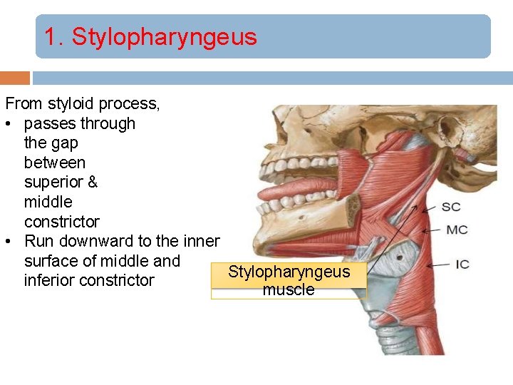 1. Stylopharyngeus From styloid process, • passes through the gap between superior & middle