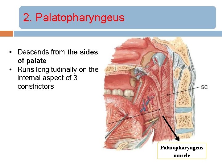 2. Palatopharyngeus • Descends from the sides of palate • Runs longitudinally on the