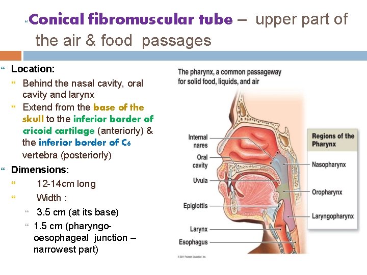  Conical fibromuscular tube – upper part of the air & food passages Location: