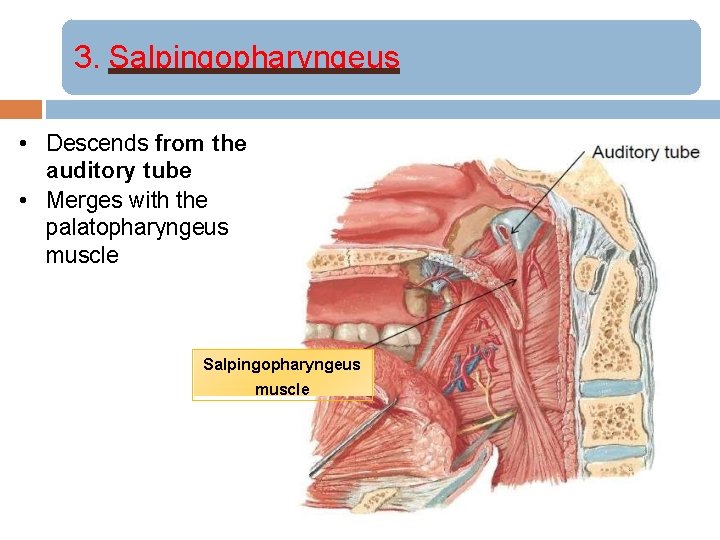 3. Salpingopharyngeus • Descends from the auditory tube • Merges with the palatopharyngeus muscle
