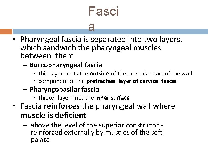 Fasci a • Pharyngeal fascia is separated into two layers, which sandwich the pharyngeal