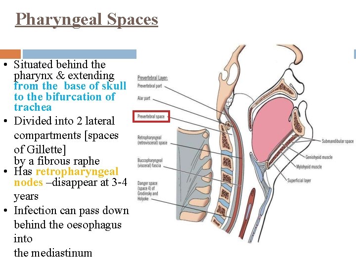 Pharyngeal Spaces • Situated behind the pharynx & extending from the base of skull