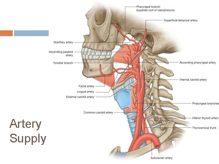 Artery Supply 