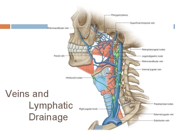 Veins and Lymphatic Drainage 