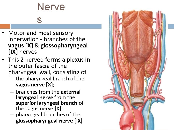 Nerve s • Motor and most sensory innervation - branches of the vagus [X]