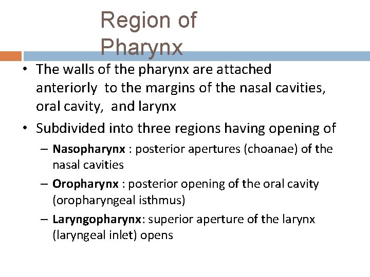 Region of Pharynx • The walls of the pharynx are attached anteriorly to the