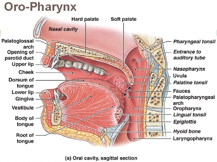 Oro-Pharynx 