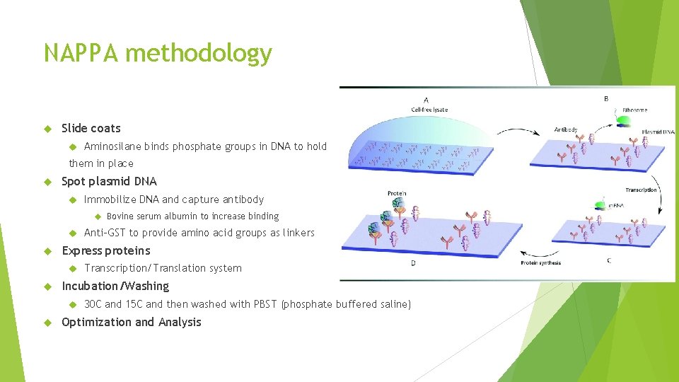 NAPPA methodology Slide coats Aminosilane binds phosphate groups in DNA to hold them in