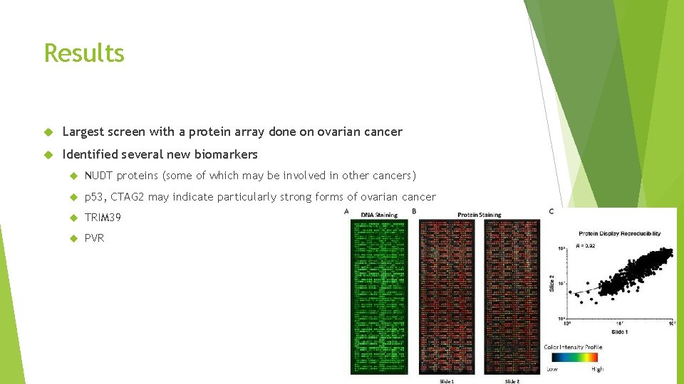 Results Largest screen with a protein array done on ovarian cancer Identified several new