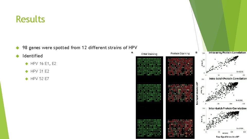 Results 98 genes were spotted from 12 different strains of HPV Identified HPV 16
