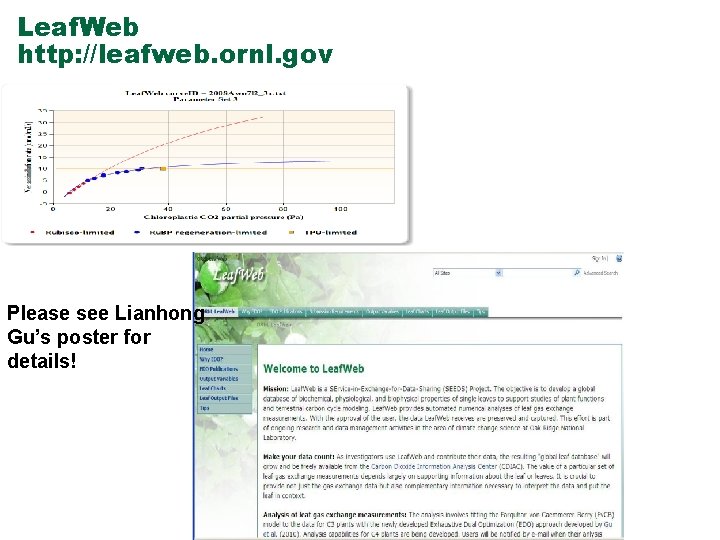 Leaf. Web http: //leafweb. ornl. gov Please see Lianhong Gu’s poster for details! 