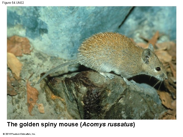 Figure 54. UN 02 The golden spiny mouse (Acomys russatus) © 2014 Pearson Education,