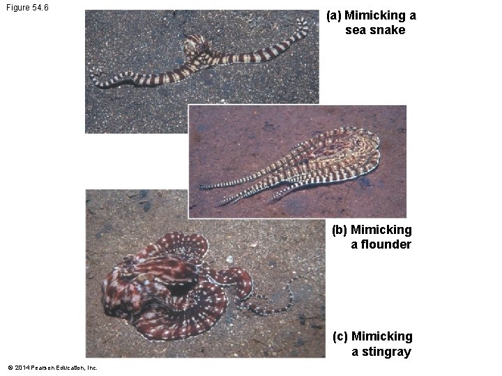 Figure 54. 6 (a) Mimicking a sea snake (b) Mimicking a flounder (c) Mimicking