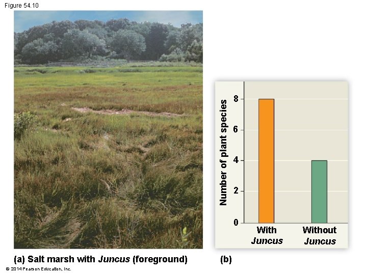 Number of plant species Figure 54. 10 8 6 4 2 0 (a) Salt