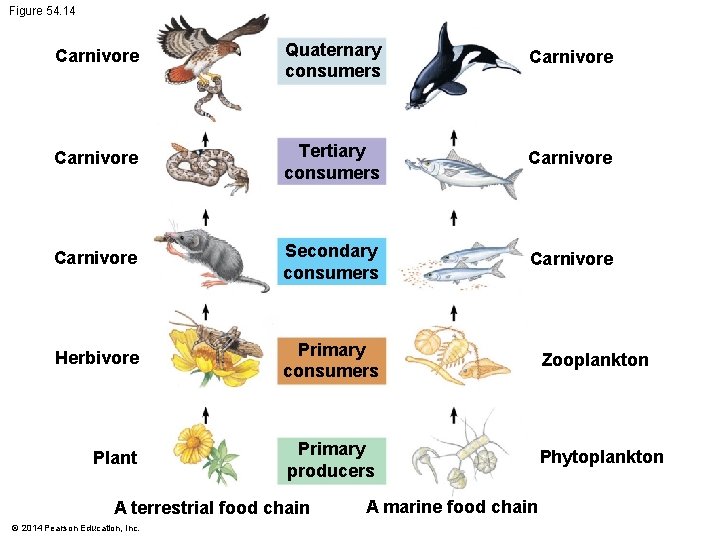 Figure 54. 14 Carnivore Quaternary consumers Carnivore Tertiary consumers Carnivore Secondary consumers Carnivore Herbivore