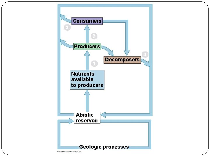 Consumers 3 2 Producers 1 Decomposers Nutrients available to producers Abiotic reservoir Geologic processes