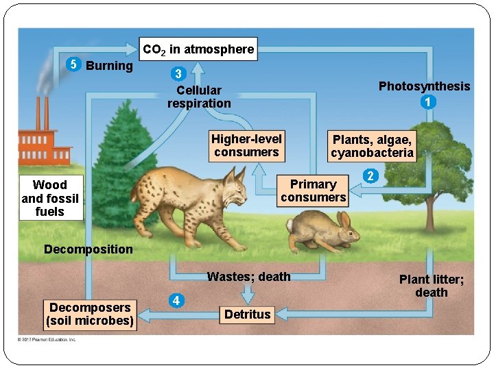 5 Burning CO 2 in atmosphere 3 Cellular respiration Photosynthesis 1 Higher-level consumers Plants,