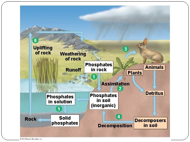 6 Uplifting of rock 3 Weathering of rock Phosphates in rock Runoff Animals Plants