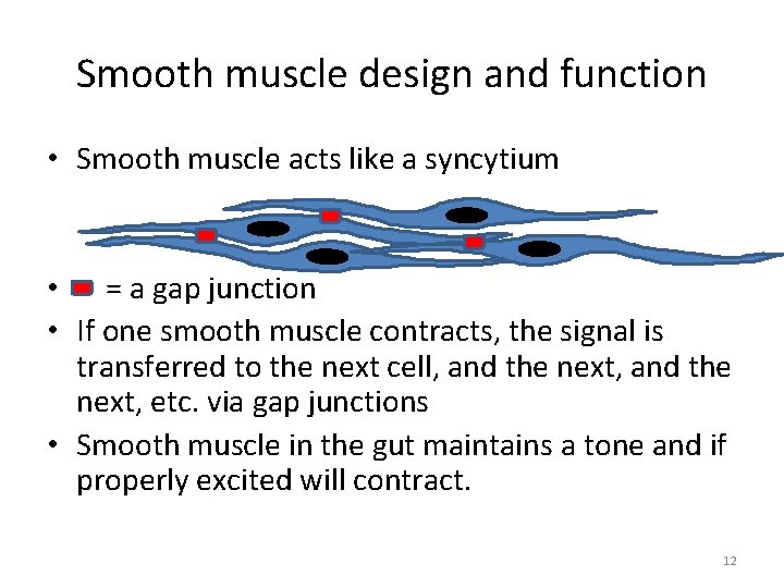 Smooth muscle design and function • Smooth muscle acts like a syncytium • =