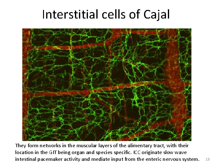 Interstitial cells of Cajal They form networks in the muscular layers of the alimentary