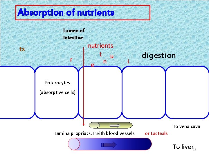 Absorption of nutrients Lumen of intestine ts r nutrients t u e n i