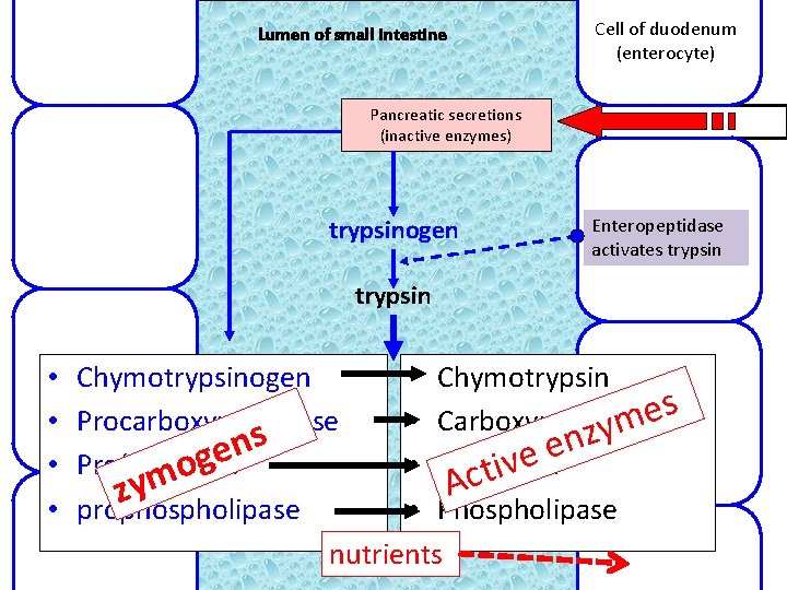 Lumen of small intestine Cell of duodenum (enterocyte) Pancreatic secretions (inactive enzymes) trypsinogen Enteropeptidase