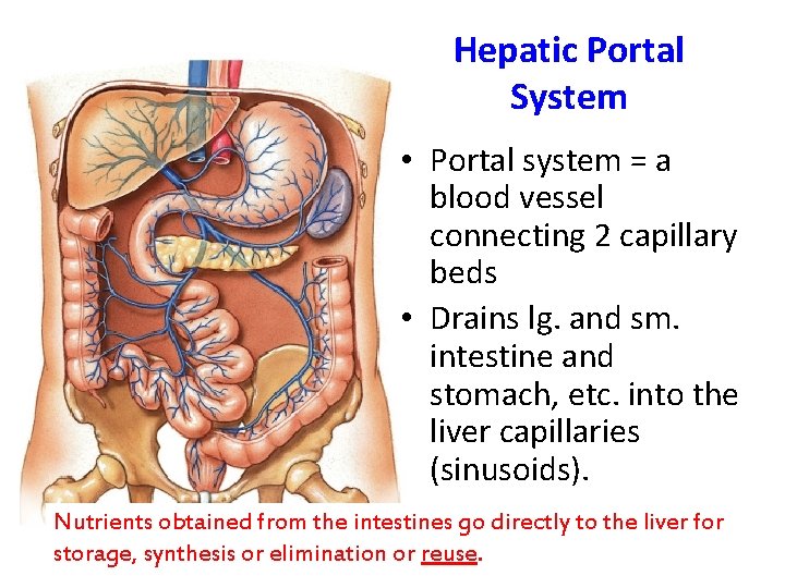 Hepatic Portal System • Portal system = a blood vessel connecting 2 capillary beds