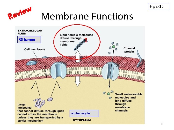 w e i ev R Fig 3 -15 Membrane Functions GI lumen enterocyte 18