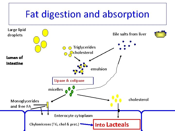 Fat digestion and absorption Large lipid droplets Bile salts from liver Triglycerides cholesterol Lumen