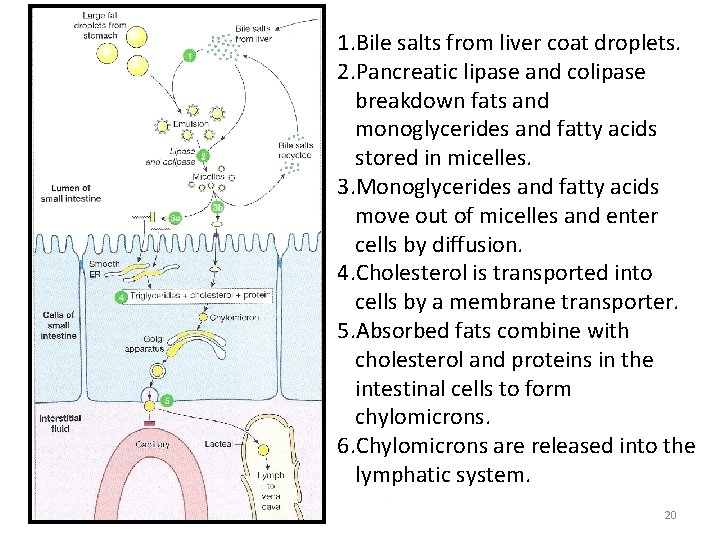 1. Bile salts from liver coat droplets. 2. Pancreatic lipase and colipase breakdown fats