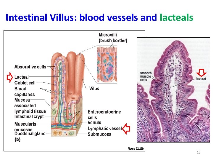 Intestinal Villus: blood vessels and lacteals 21 