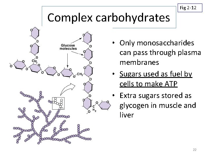 Complex carbohydrates Fig 2 -12 • Only monosaccharides can pass through plasma membranes •
