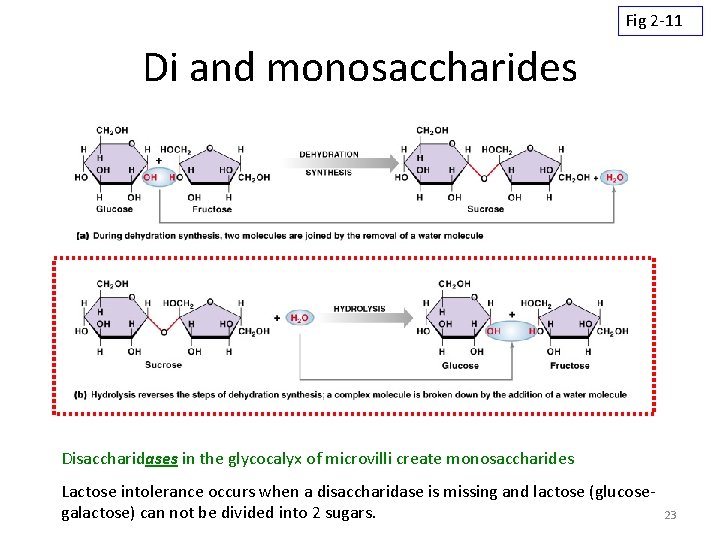 Fig 2 -11 Di and monosaccharides Disaccharidases in the glycocalyx of microvilli create monosaccharides