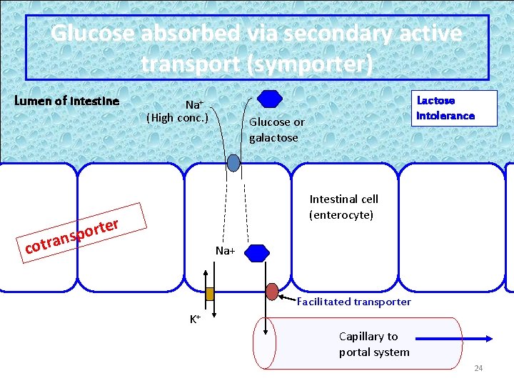 Glucose absorbed via secondary active transport (symporter) Lumen of intestine Na+ (High conc. )