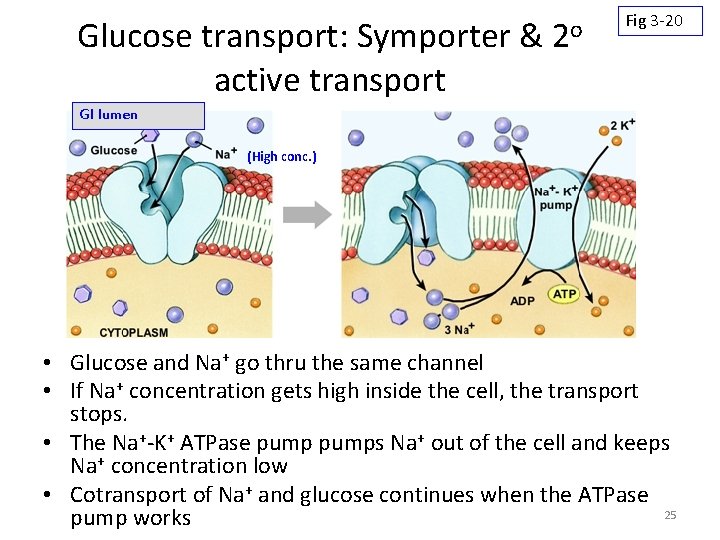 Glucose transport: Symporter & active transport 2 o Fig 3 -20 GI lumen (High