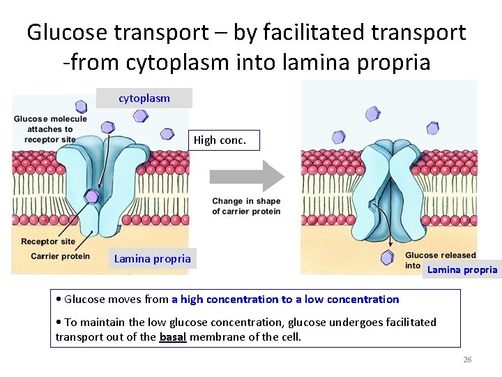 Glucose transport – by facilitated transport -from cytoplasm into lamina propria cytoplasm High conc.