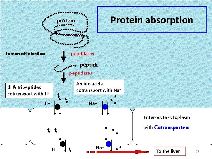 Protein absorption protein Lumen of intestine peptidases peptide peptidases Amino acids cotransport with Na+