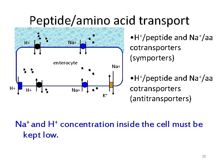Peptide/amino acid transport H+ • H+/peptide and Na+/aa cotransporters (symporters) Na+ enterocyte H+ H+