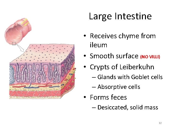 Large Intestine • Receives chyme from ileum • Smooth surface (NO VILLI) • Crypts