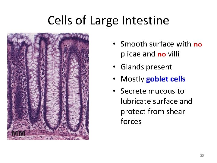 Cells of Large Intestine • Smooth surface with no plicae and no villi •