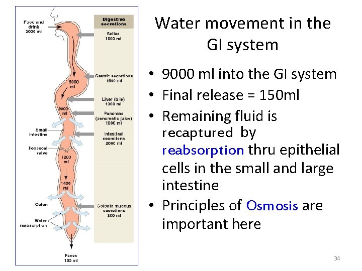 Water movement in the GI system • 9000 ml into the GI system •