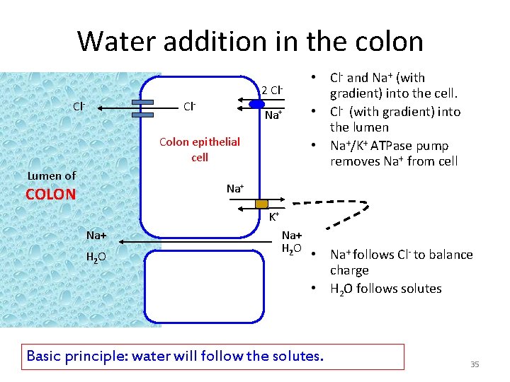 Water addition in the colon 2 Cl. Cl- Na+ Colon epithelial cell Lumen of