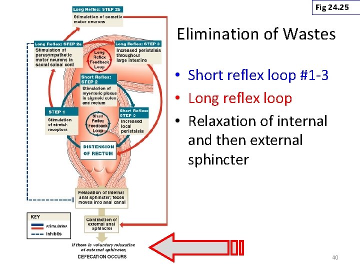 Fig 24. 25 Elimination of Wastes • Short reflex loop #1 -3 • Long