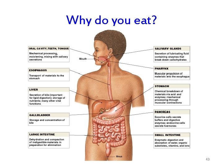 Why do you eat? 43 