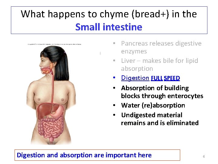 What happens to chyme (bread+) in the Small intestine • Pancreas releases digestive enzymes