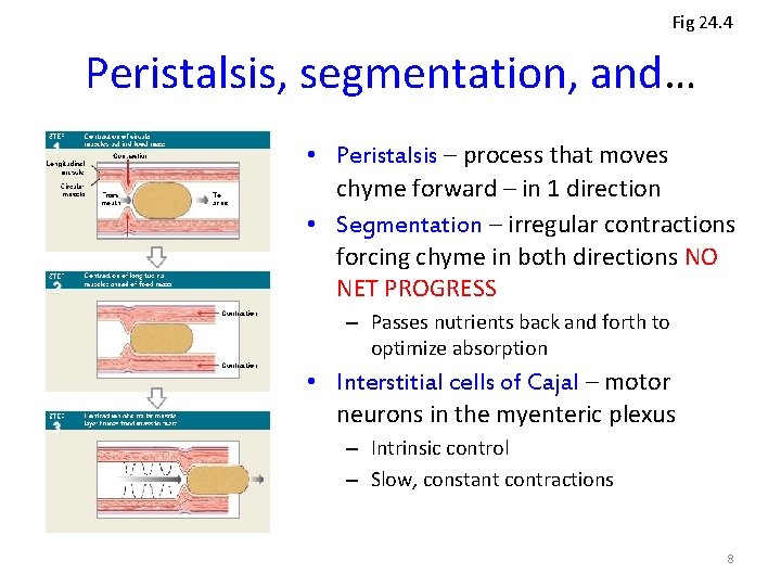 Fig 24. 4 Peristalsis, segmentation, and… • Peristalsis – process that moves chyme forward