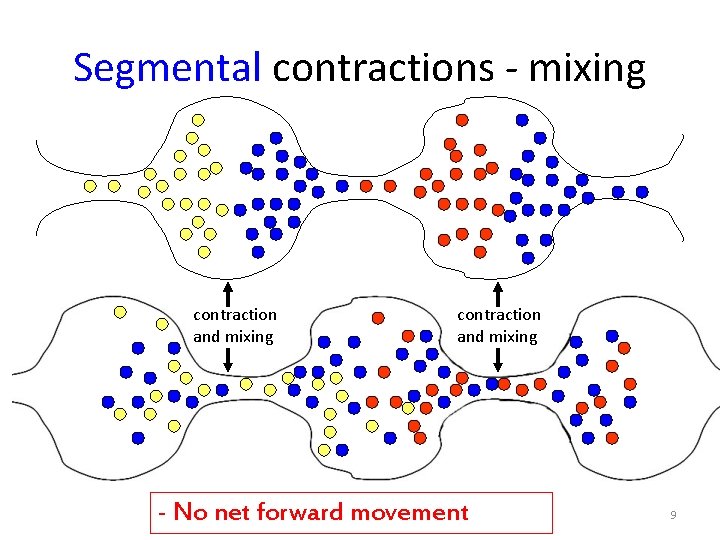 Segmental contractions - mixing contraction and mixing - No net forward movement 9 