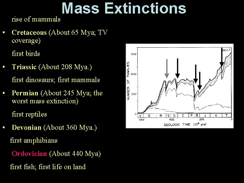 rise of mammals Mass Extinctions • Cretaceous (About 65 Mya; TV coverage) first birds